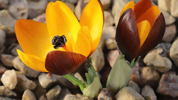 Crocus gembosii 19-01 -03