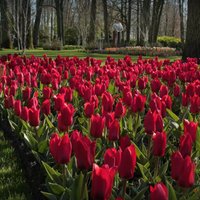 Pavasara ziedu paradīze – slēgtais Keukenhofas dārzs Nīderlandē publicē video ekskursijas