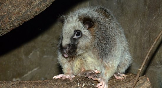 Rīgas Zooloģiskais dārzs par gada dzīvnieku izvēlējies Filipīnu mākoņžurku