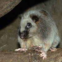 ФОТО, ВИДЕО. Рижский зоопарк выбрал свое животное года — им стала филиппинская дымчатая крыса