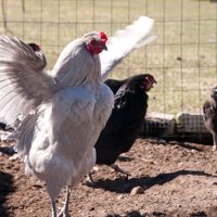"Balticovo": Latvijā nav liels pieprasījums pēc brīvi turētu vistu olām
