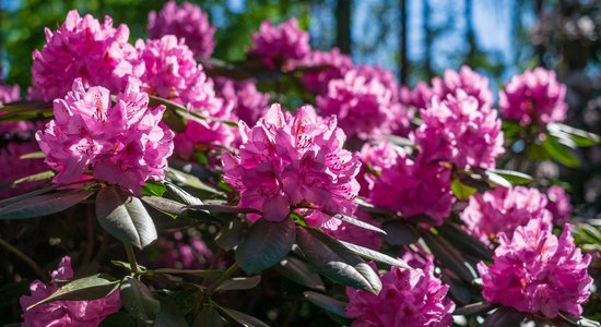 Kas dobēs būs labākie kaimiņi rododendriem