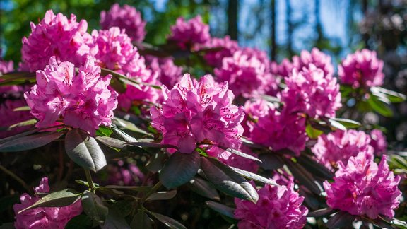 Babītes rododendri 2019 - 59