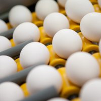 Бизнесмен: латвийские яйца - не в блестящем положении