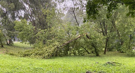 Буря в Латвии: на военном полигоне человек оказался зажат под упавшим деревом
