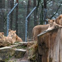 Darbu atsāk Rīgas zoo un filiāle 'Cīruļi'; apmeklētājus aicina pārvietoties klusi