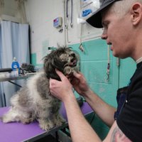 Kā suņu frizieris Marks palīdz patversmju mīluļiem tikt adoptētiem