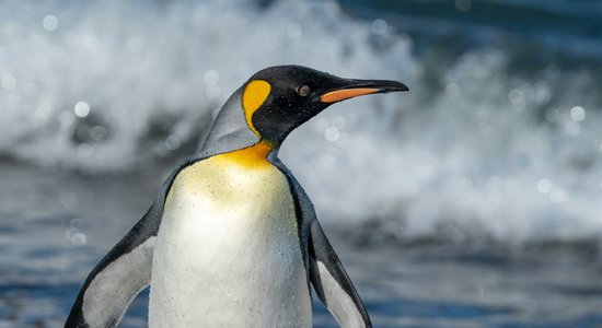 Nedaudz apmaldījās. Apjucis Antarktīdas imperatorpingvīns attopas Austrālijas pludmalē