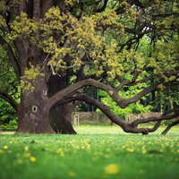 Veci, bet vēsturiski koki pagalmā – saglābt vai izcirst