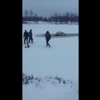 Video: No Druvienas dīķa izvelk ledū ielūzušu 'Passat'