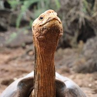 На Галапагосы возвращается черепаха с легендарным либидо