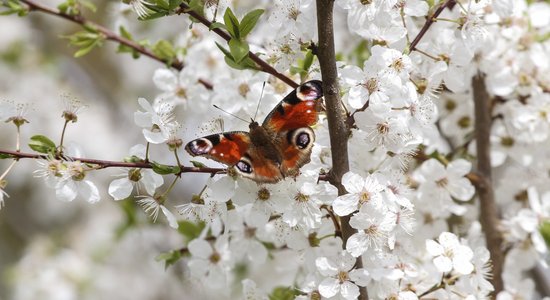 Psihoterapeites ieteikumi cīņai ar pavasara emocionālo nogurumu