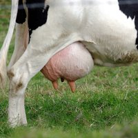 Латвия попросит у ЕС денег на спасение молочной отрасли