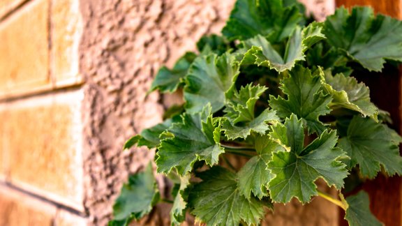 pelargonija, pelargonijas lapas, pelargonijas 