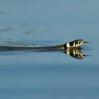 Nav jābīstas no zalkšiem, kas uzturas peldvietās