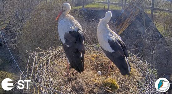 Video: Balto stārķu ligzdā izdēta pirmā ola