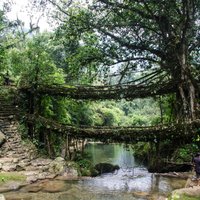 Dzīvie tilti Indijā, kas turpina augt vēl simtiem gadu pēc 'uzcelšanas'