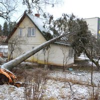 Ogres centrā uz mājas uzkrīt egle; turpat bīstami līgojas papuvis bērzs