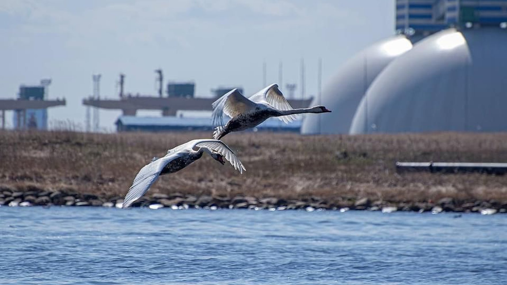 Vecmīlgrāvi apsēdusi monotona dūkoņa; iesaistās Veselības inspekcija
