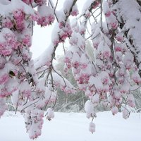 Nākamnedēļ zem sniega svara var lūzt koki
