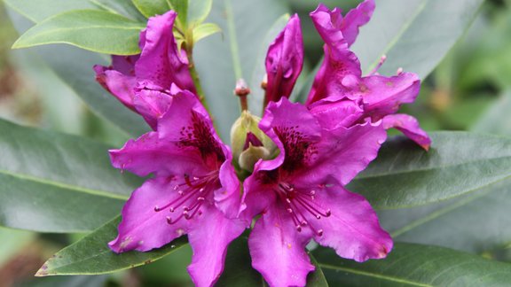 Rododendri audzētavā "Babīte"