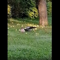 Video: Vārna atlido pie sakritušiem āboliem un sāk spēlēt bumbu