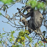 Tuvu izmiršanas robežai: tikko klasificēta primātu suga kritiski apdraudēta