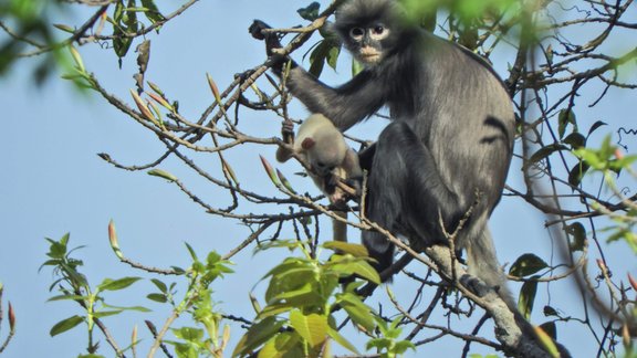 Popa langurs