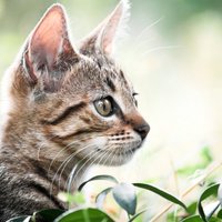 Kaķu ķermeņa valoda: ko 'stāsta' ausis