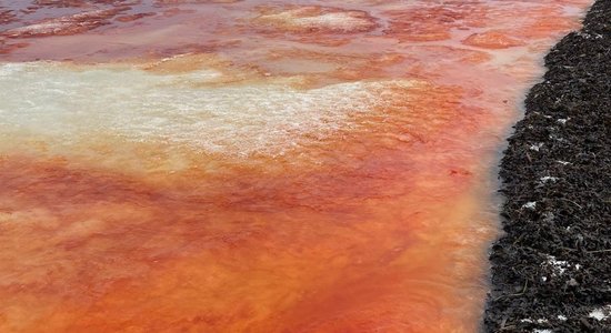 В прибрежных водах Юрмалы обнаружен красный пигмент — это розовые водоросли