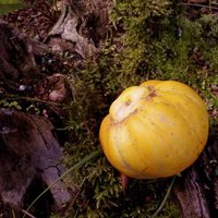 Bārdaina zemene un arbūzveidīgs gurķis – interesantāko rudens velšu izlase