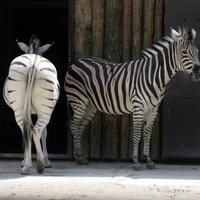 Histēriskās strīpaines – Rīgas Zoodārza zebras