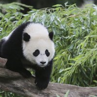 ВИДЕО: Панда поборола пристававшего к ней посетителя зоопарка