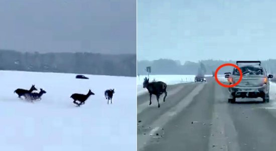 'Šādi darījās deviņdesmitajos', iksa lietotājus šokē video ar zvēru šaušanu; policijā – kriminālprocess (plkst. 16.31)