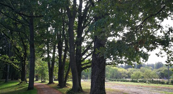 Fanātiska dārznieka sapņa piepildījums – Lēdurgas dendroparkam 45