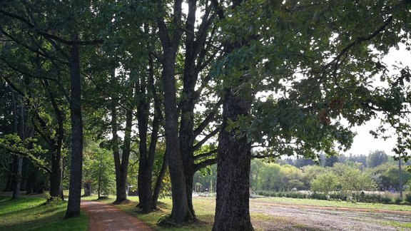 Lēdurgas dendroparks, Lēdurgas Dendroparks