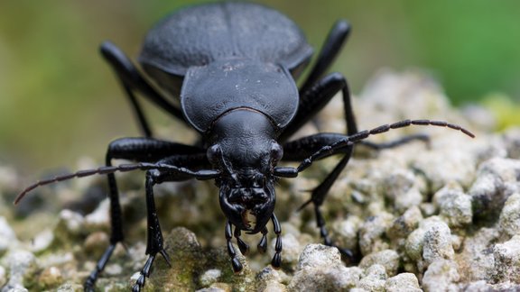 Carabus coriaceus, lielā skrejvabole