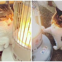 Katra kaķa sapnis: runča Busao aizkustinošā draudzība ar radiatoru