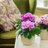 Как сделать так, чтобы цветы дома цвели пышно и долго