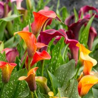 10 прекрасных цветов, которые безжалостно убивают людей