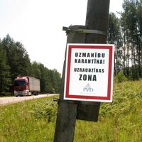 Латвийских свиней "гуманно" истребят и сожгут в датском крематории