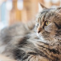Kā pareiza aprūpe ietekmē kaķa dzīves ilgumu