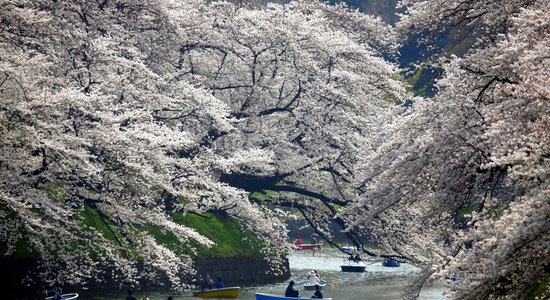 Foto: Japāņi bauda sakuru kupenu valdzinājumu Čidorigafuči parkā