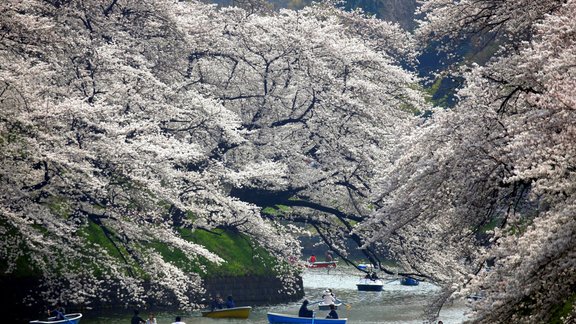 Sakuru ziedēšana Tokijā, Japānā - 4