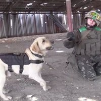 Video: Labradors palīdz sapieriem atrast mīnas bijušajās kauju vietās Ukrainā