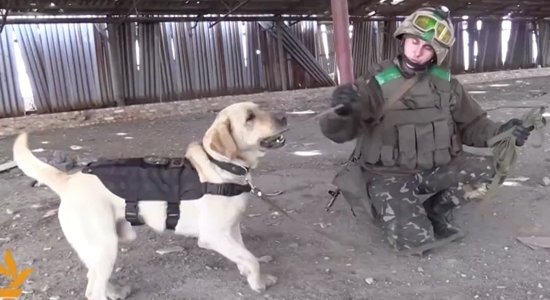 Video: Labradors palīdz sapieriem atrast mīnas bijušajās kauju vietās Ukrainā