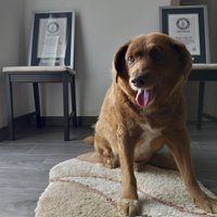 31 gada vecumā miris pasaulē vecākais suns Bobi