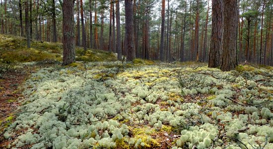 'Latvijas valsts meži' publiskojusi datus, kas skar valsts drošību; notiek situācijas izmeklēšana