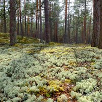 'Latvijas valsts meži' publiskojusi datus, kas skar valsts drošību; notiek situācijas izmeklēšana
