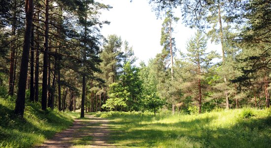 Kokrūpniecības nozari uztrauc topošās valdības plāns 'Latvijas valsts mežu' akcijas kotēt biržā